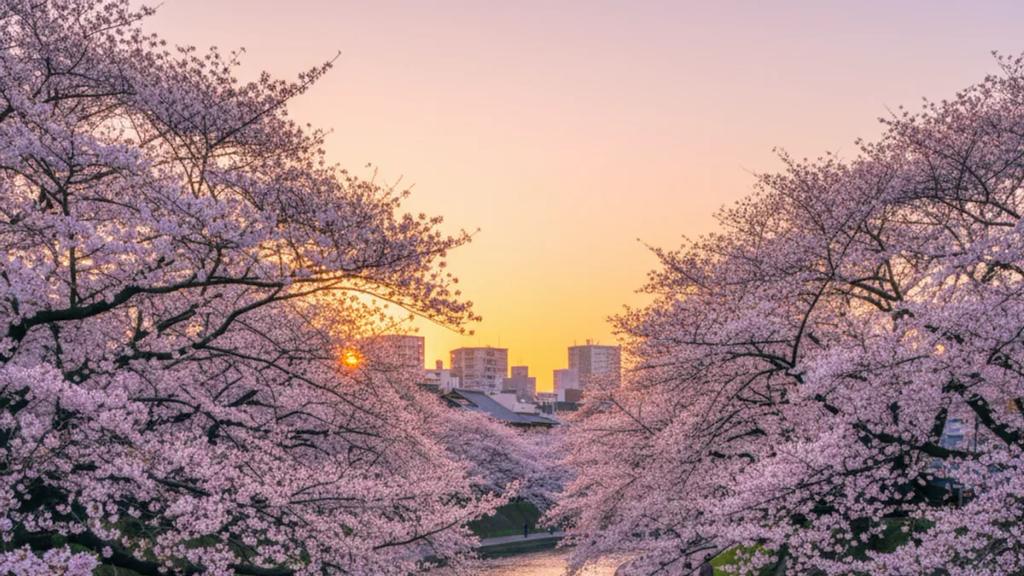 Tokyo'da Meguro Nehri'nin üzerine kemer gibi uzanan tam açmış kiraz çiçekleri ve alacakaranlıkta kıyıda yürüyen kalabalıklar
